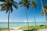 Uma praia com palmeiras e um barco na água