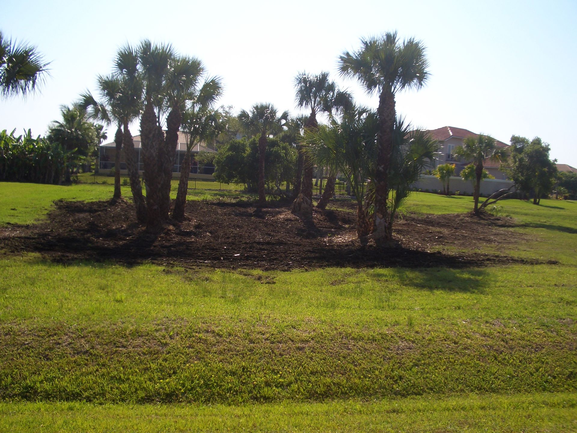 Area of serviced trees in North Fort Myers, FL 
