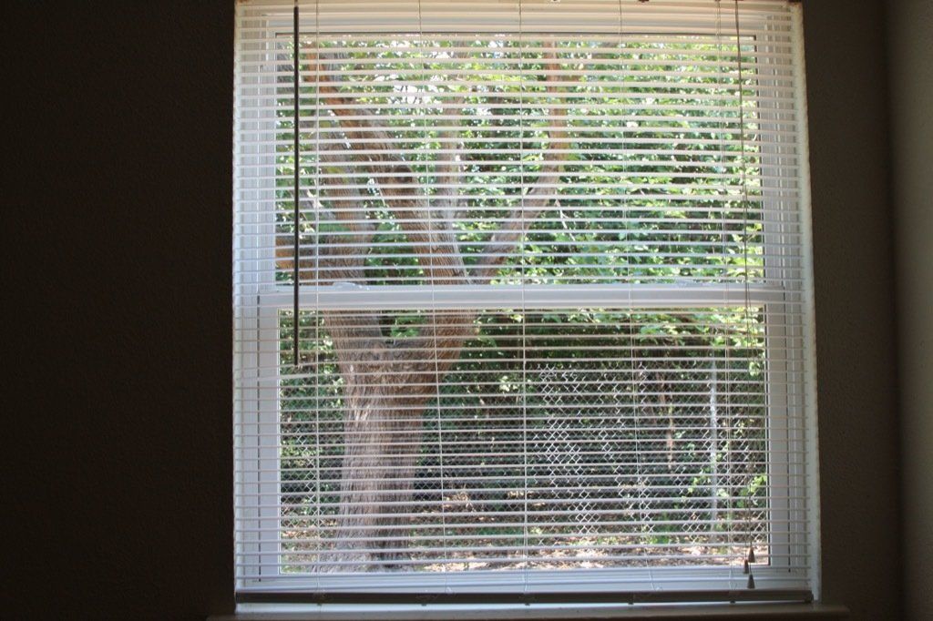 Lions Court | Amarillo, Texas