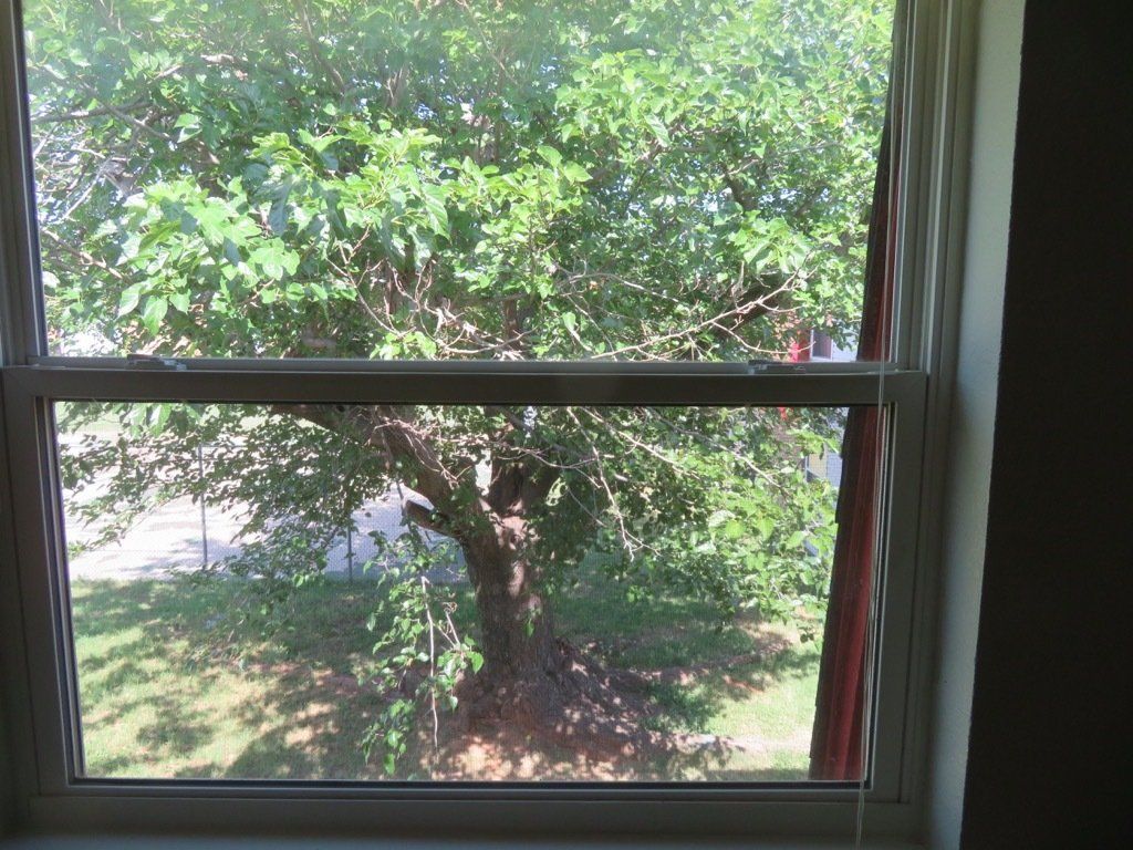 Lions Court | Amarillo, Texas