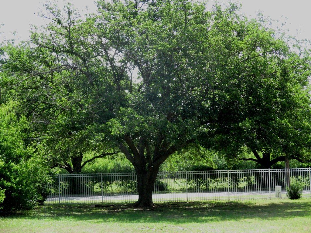 Lions Court | Amarillo, Texas