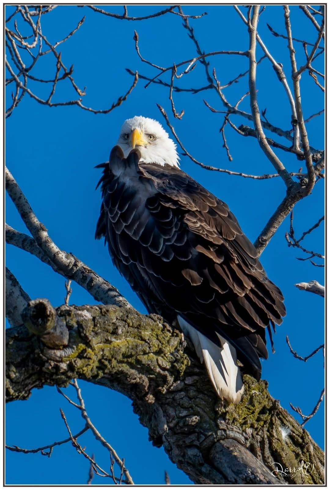 Early Spring Bird Migration
Have you noticed birds flying north...it will be great!