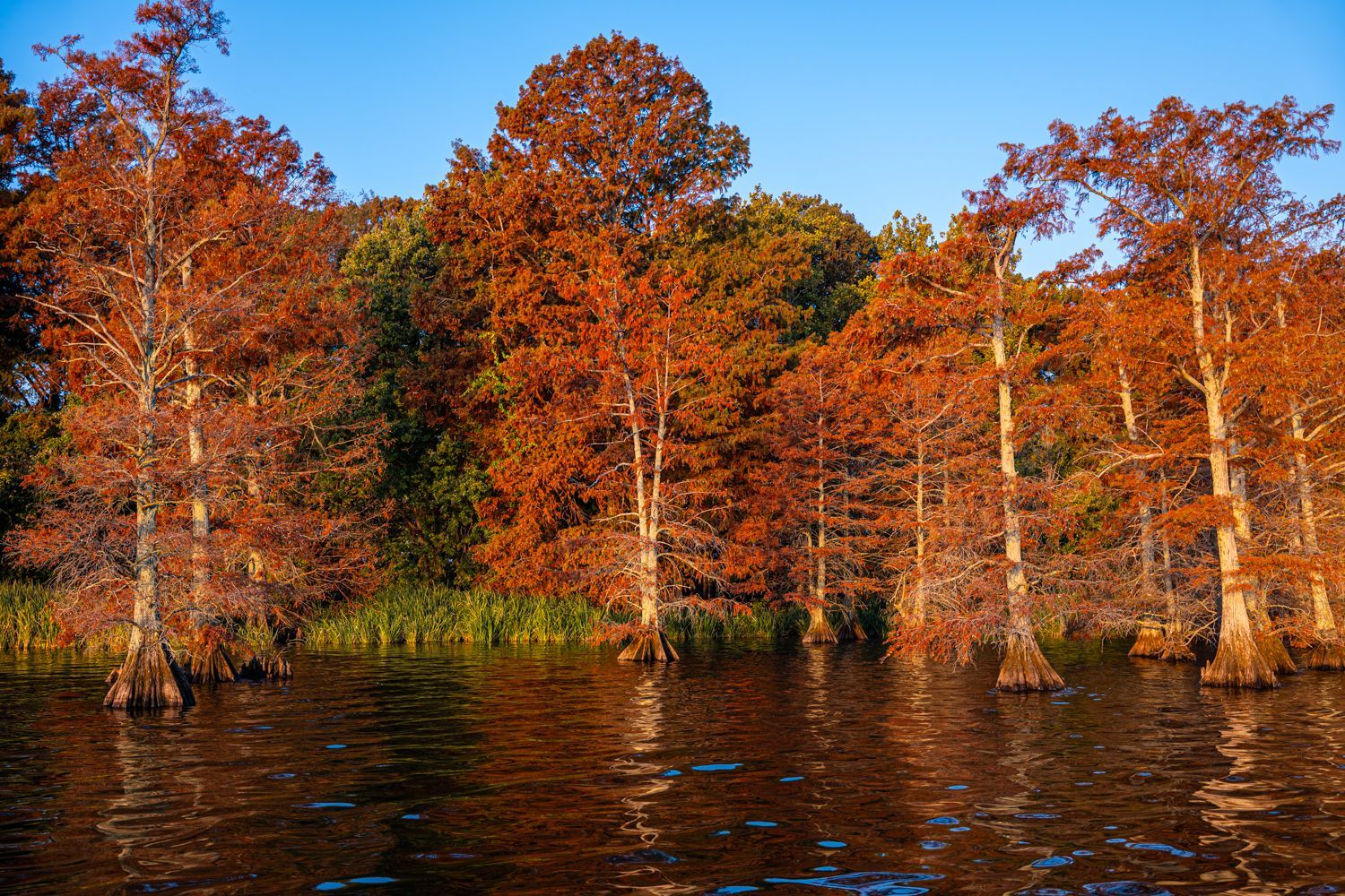 FALL COLORS - Reel Footlake and Cache River State Park weekend tour!