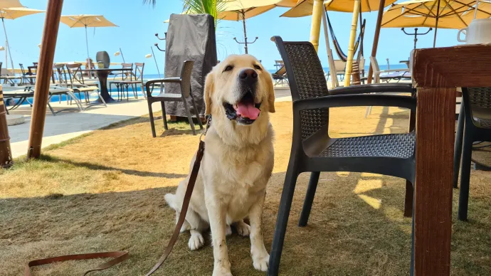 Hotel pet friendly