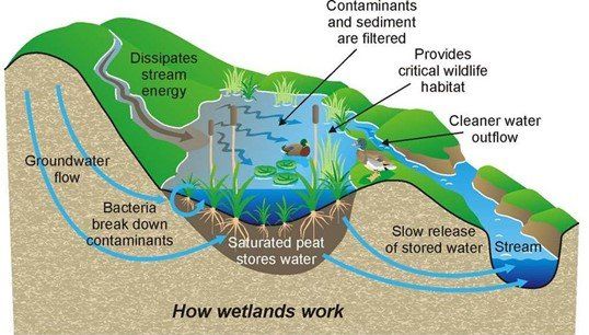https://lirp.cdn-website.com/13e22597/dms3rep/multi/opt/How-Wetlands-Work-640w.jpeg