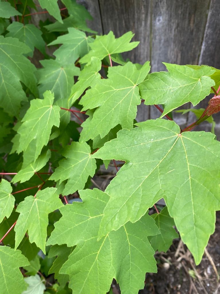 Plant of the Month: Red maple