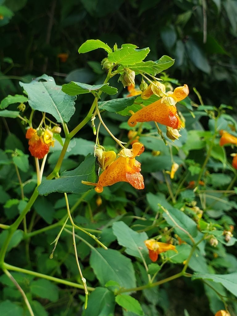 Jewelweed, Photo by: Brenna Long