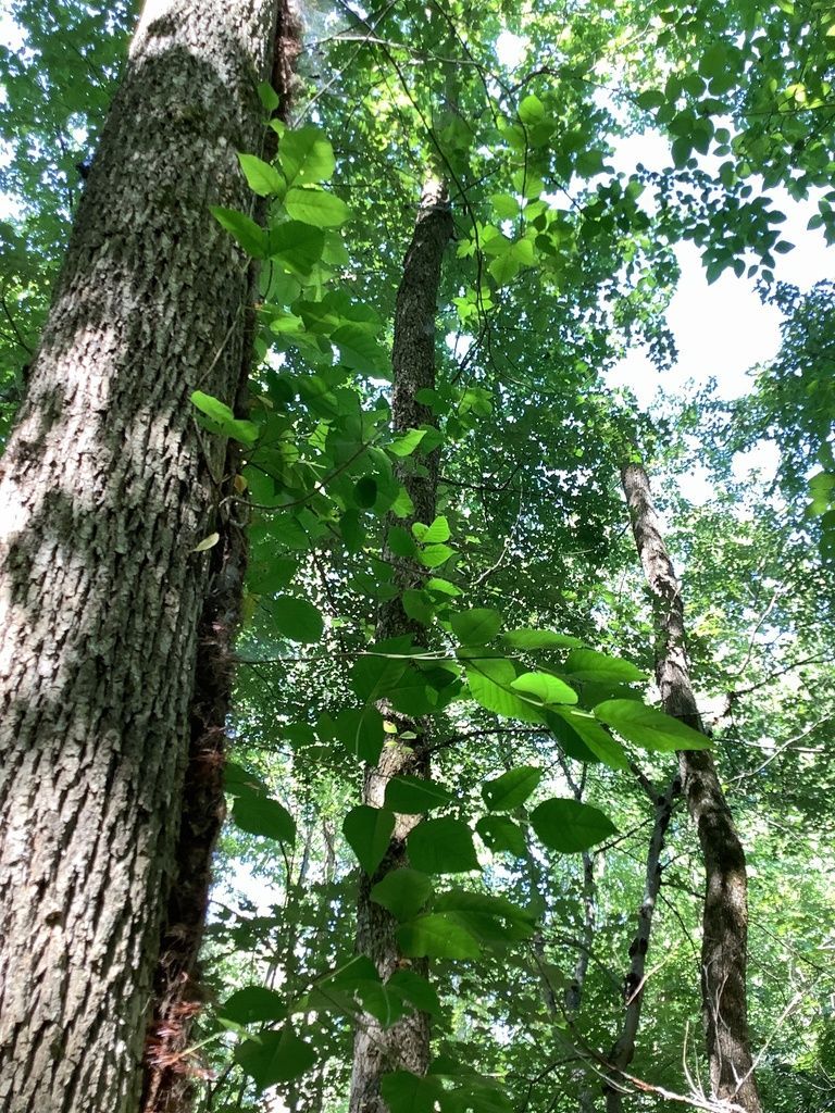 Green Ivy Vine 