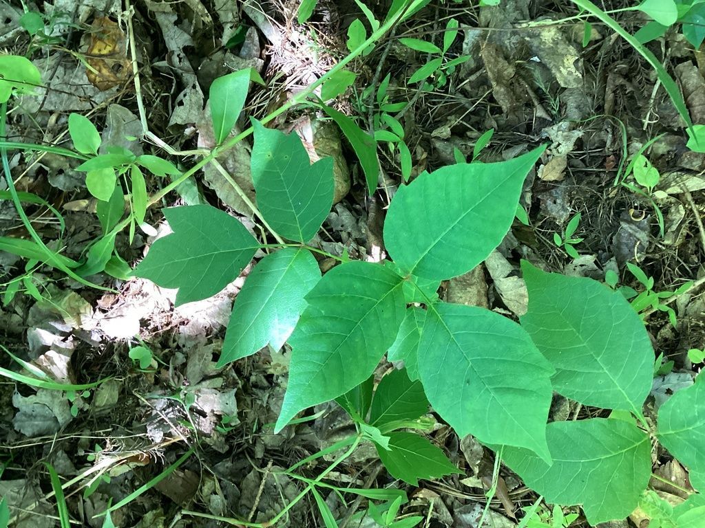 Plant of the Month: Poison ivy