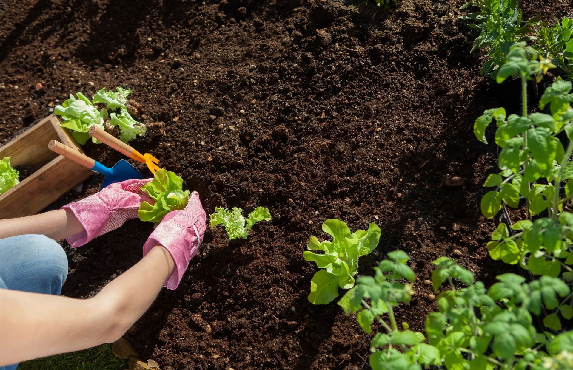 A person is planting lettuce in a garden.