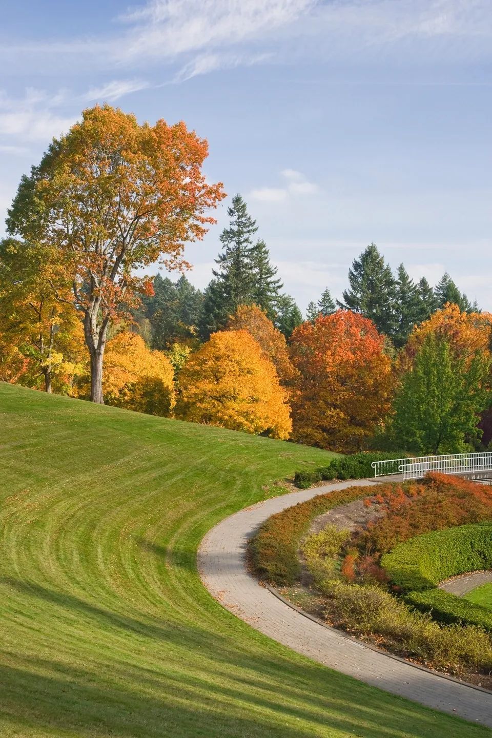 A path going through a park with trees in the background