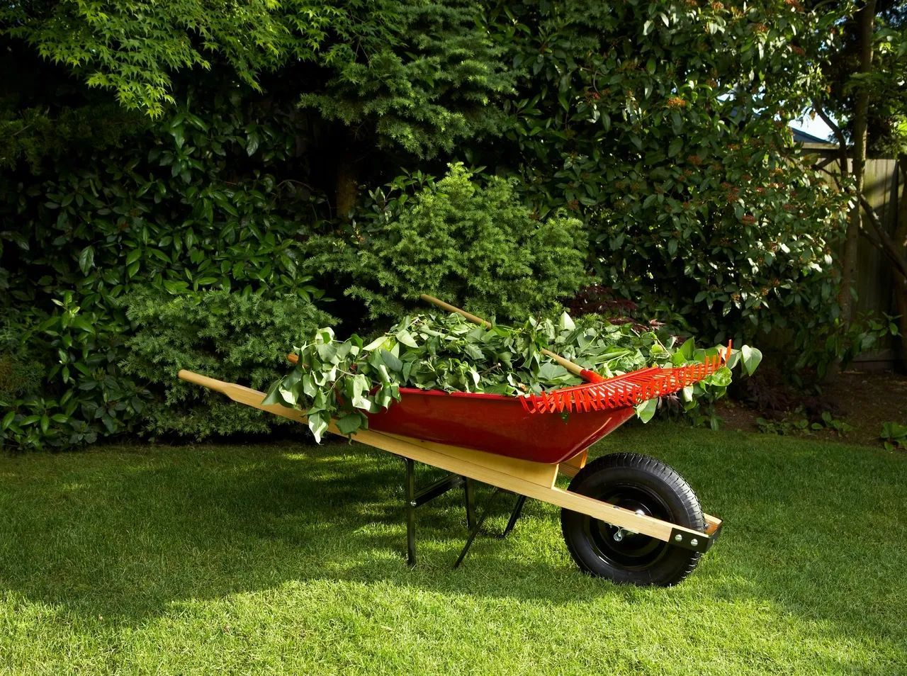 A red wheelbarrow filled with leaves is sitting on a lush green lawn.