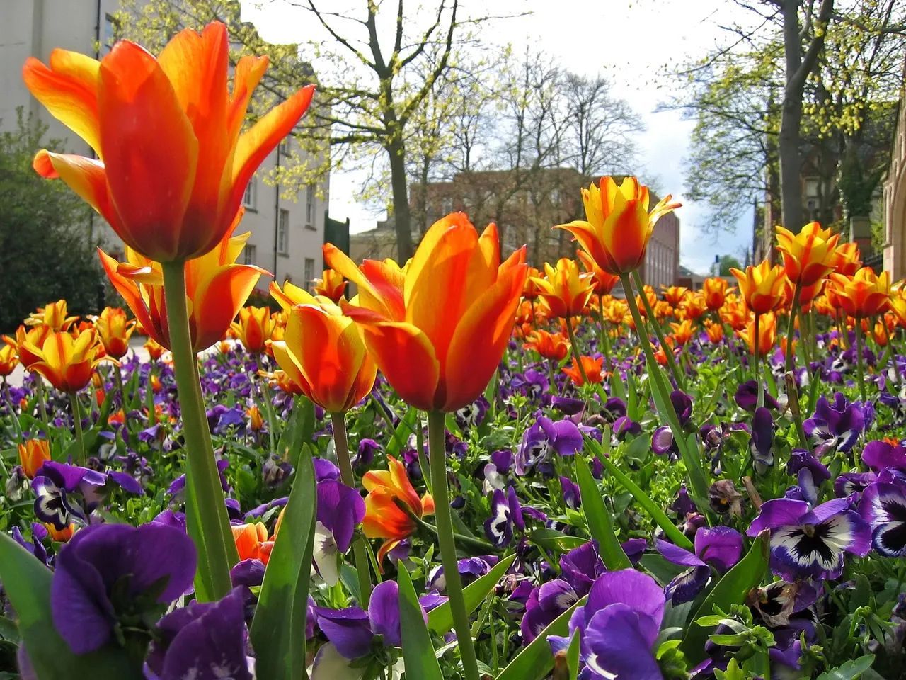 A field of orange and purple flowers with a building in the background