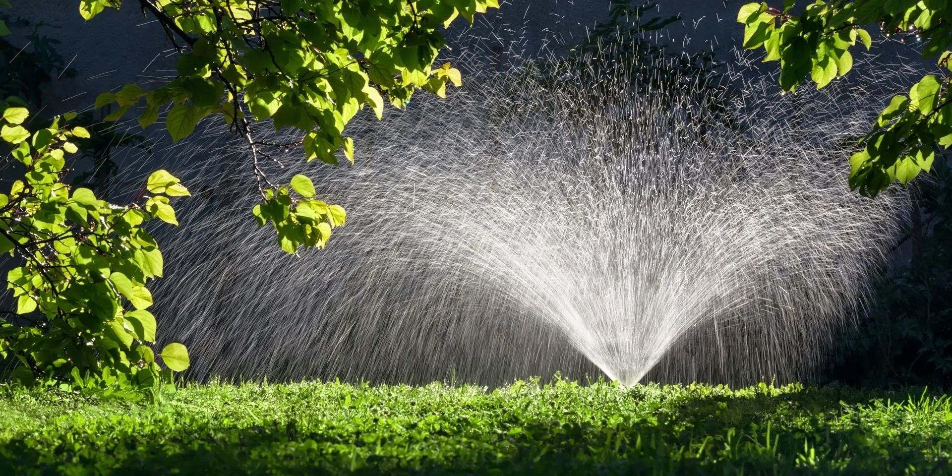 A sprinkler is spraying water on a lush green lawn.
