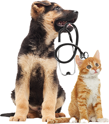 Cat and Puppy with Stethoscope — Hayward, WI — Hayward Animal Hospital