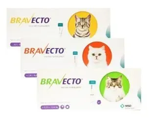 Bravecto for Cats — Hayward, WI — Hayward Animal Hospital