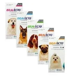 Bravecto for Dogs — Hayward, WI — Hayward Animal Hospital