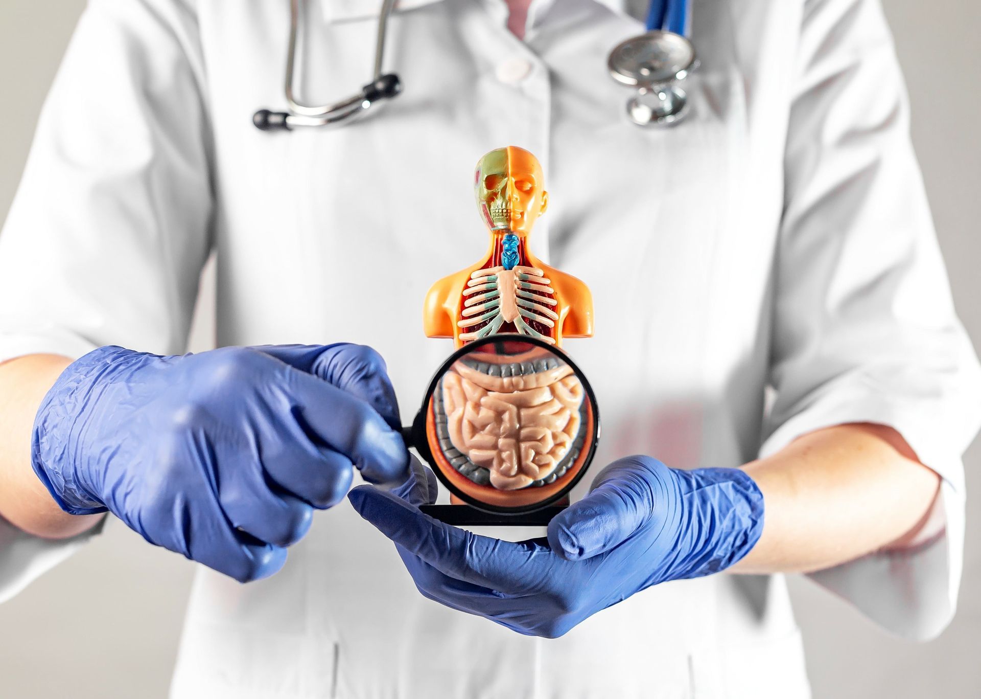 A doctor is holding a model of a human body with a magnifying glass.
