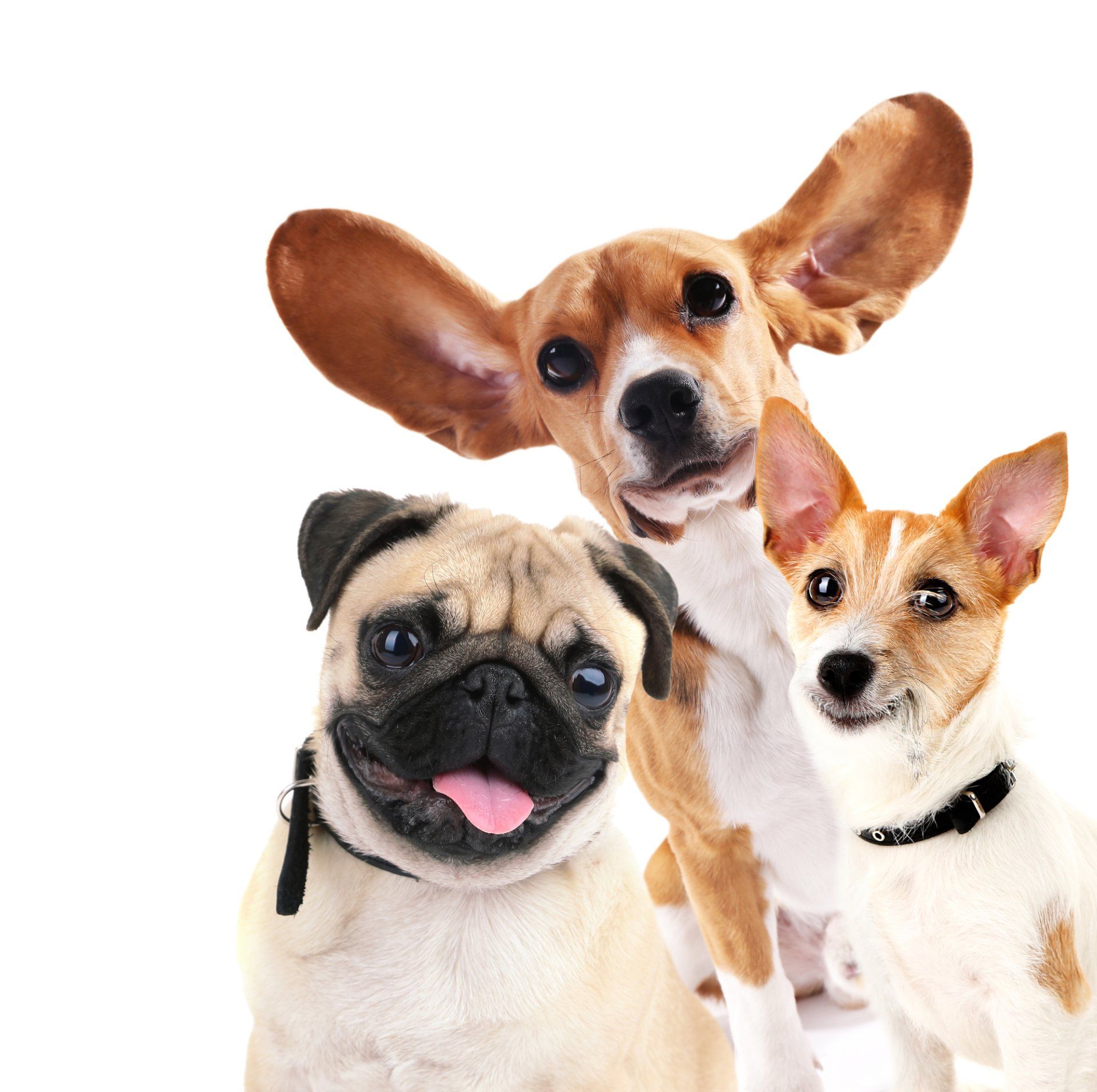 Doggy Spa in Palm Desert, CA Doggy Spa in Palm Desert, CA