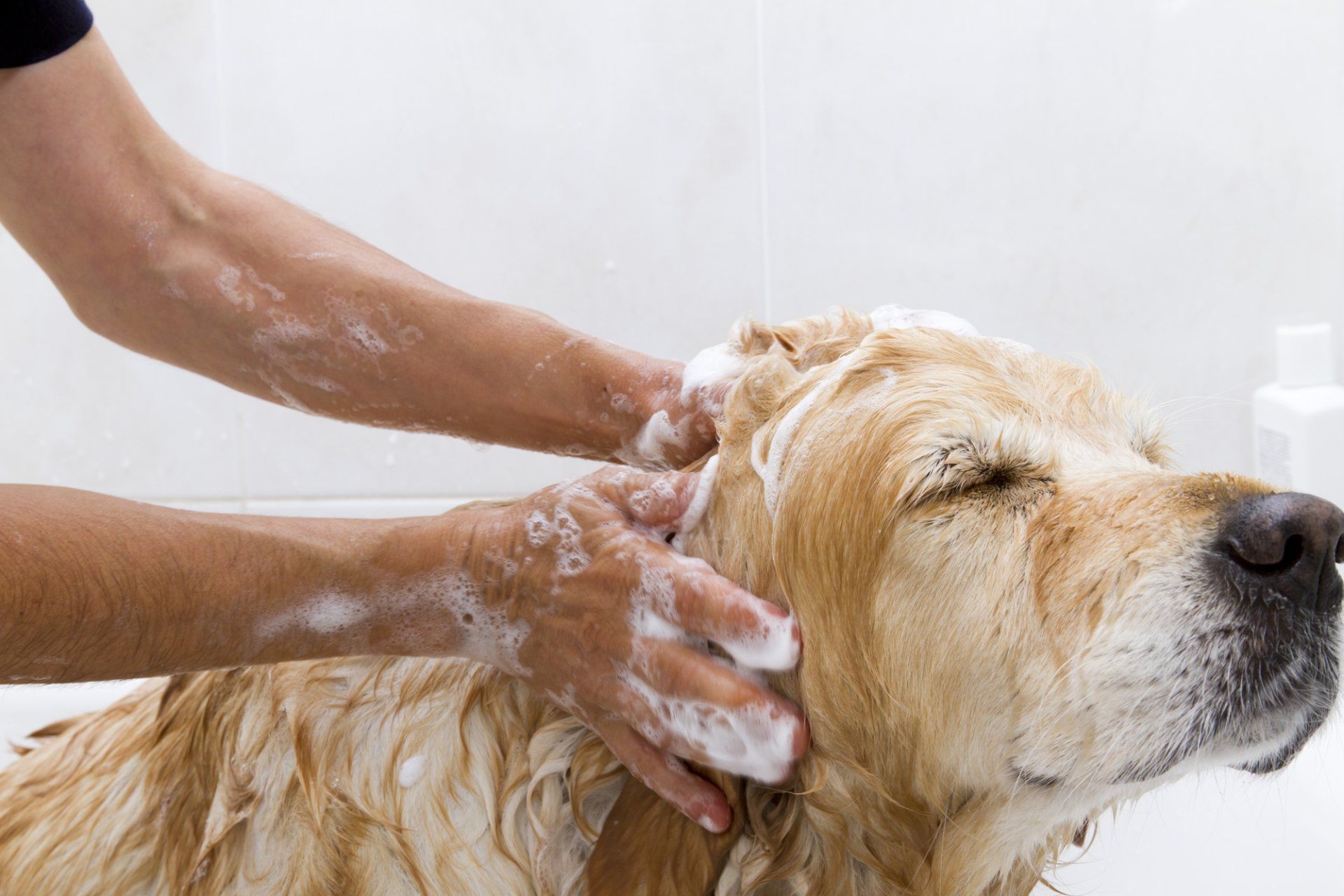 Dog grooming service