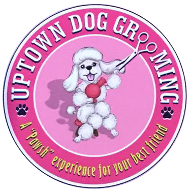 Dog Groomer in Palm Desert, CA | Uptown Dog Grooming Dog Groomer in Palm Desert, CA | Uptown Dog Grooming