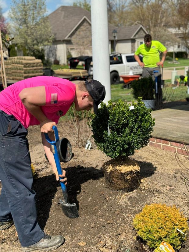 Man in pink shirt planting a shrub, another man in background. Exterior setting, sunny day.