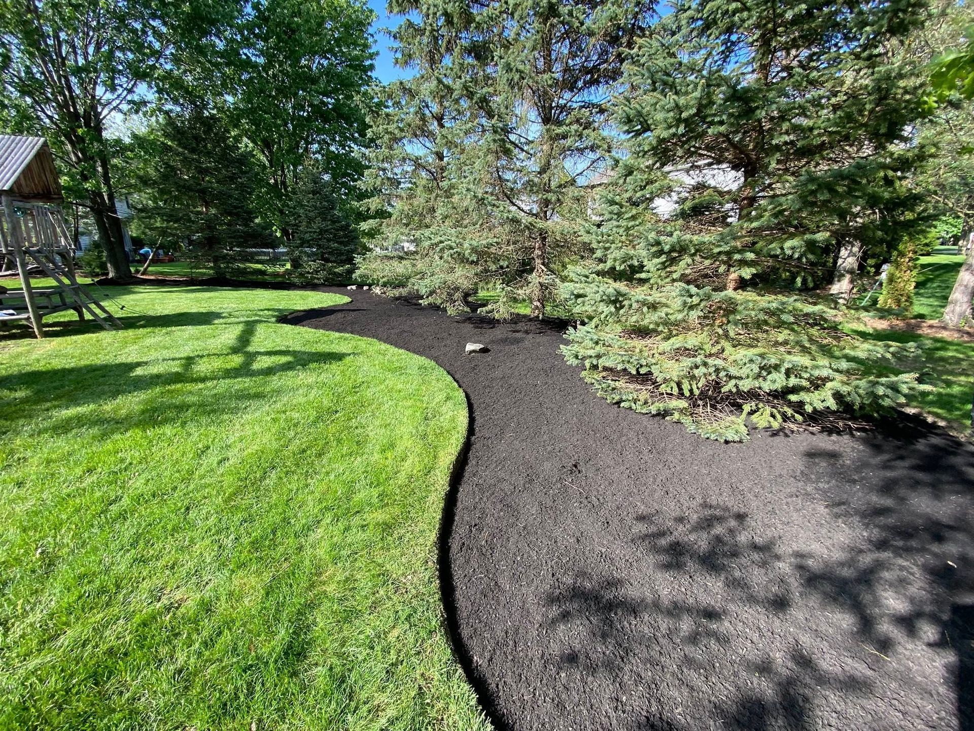 A grassy lawn with a curved mulch pathway bordering evergreen trees, sunny outdoors.