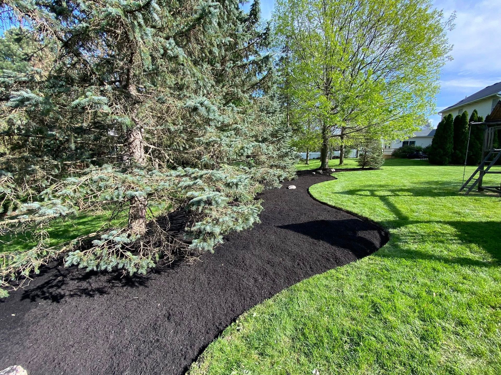 Dark mulch border around trees in a grassy yard, under a blue spruce and deciduous tree, on a sunny day.