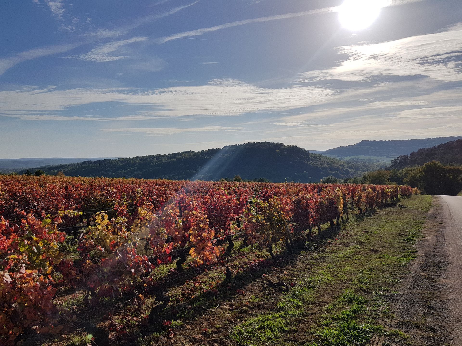 Burgundy vineyard