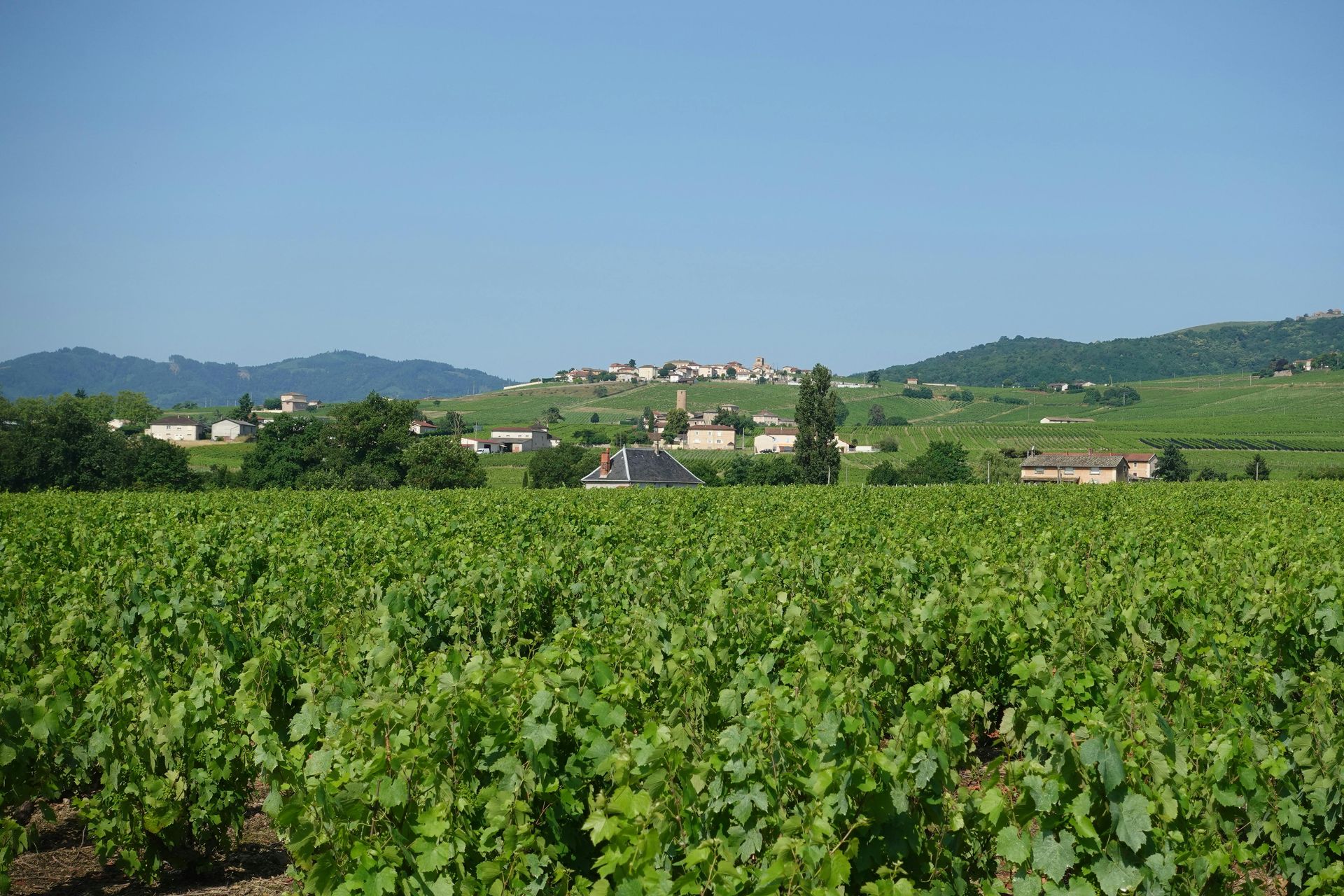 Vineyard with rows of green plants, small village in the background under a blue sky.