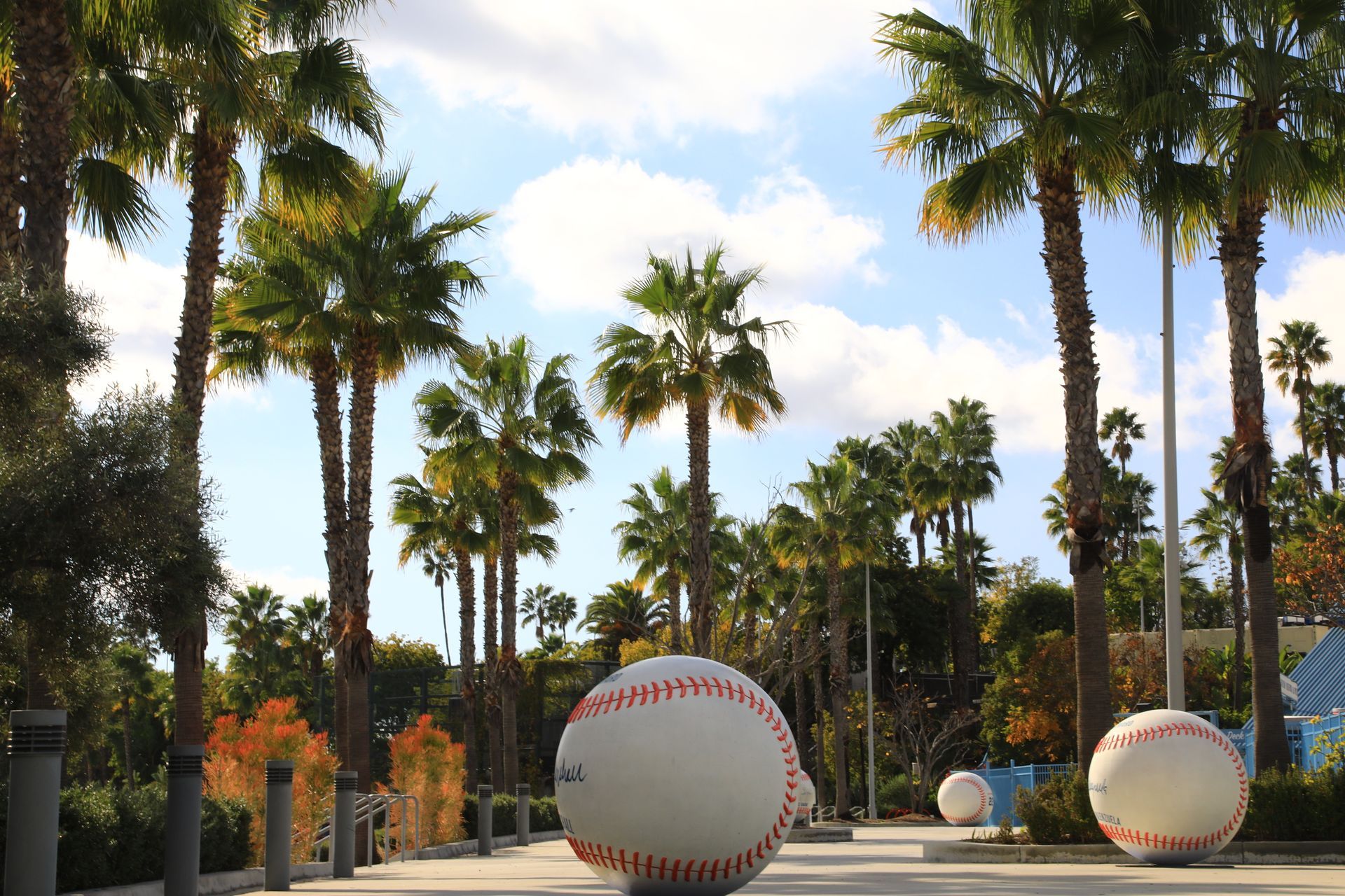 A bunch of baseballs are sitting on a sidewalk surrounded by palm trees