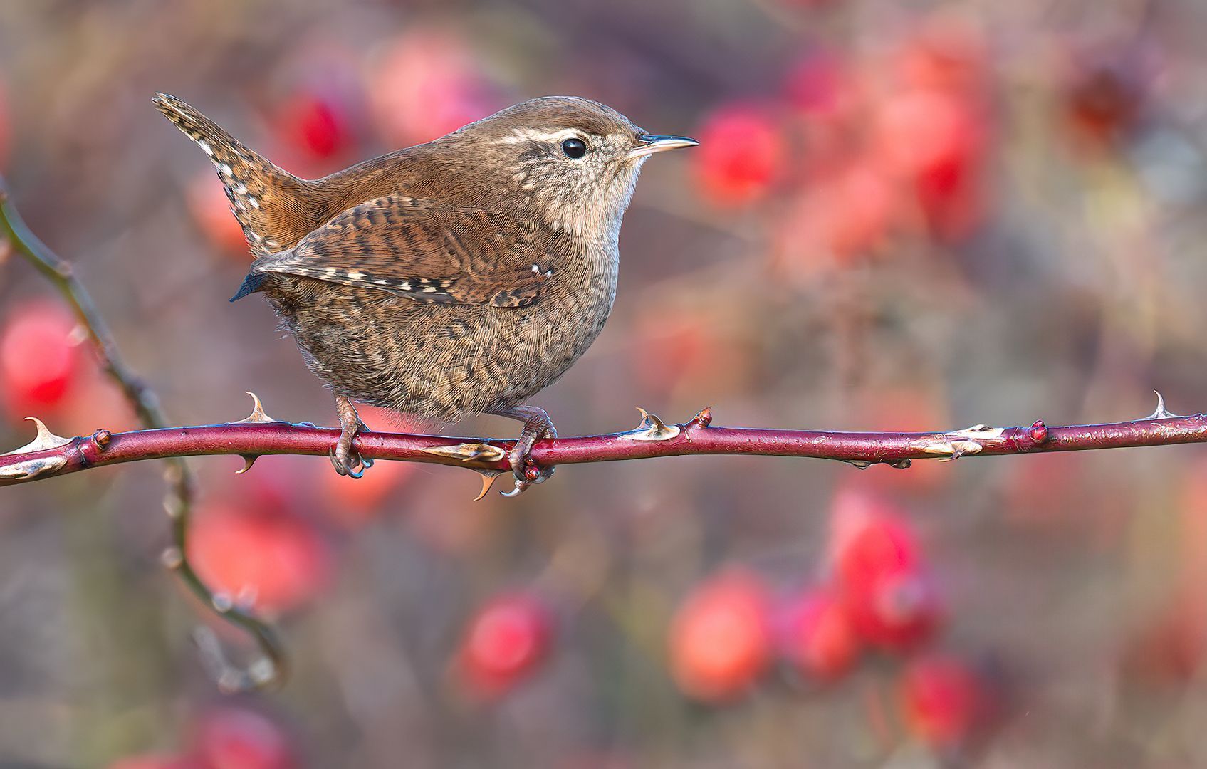 Møllparula På Mølen
