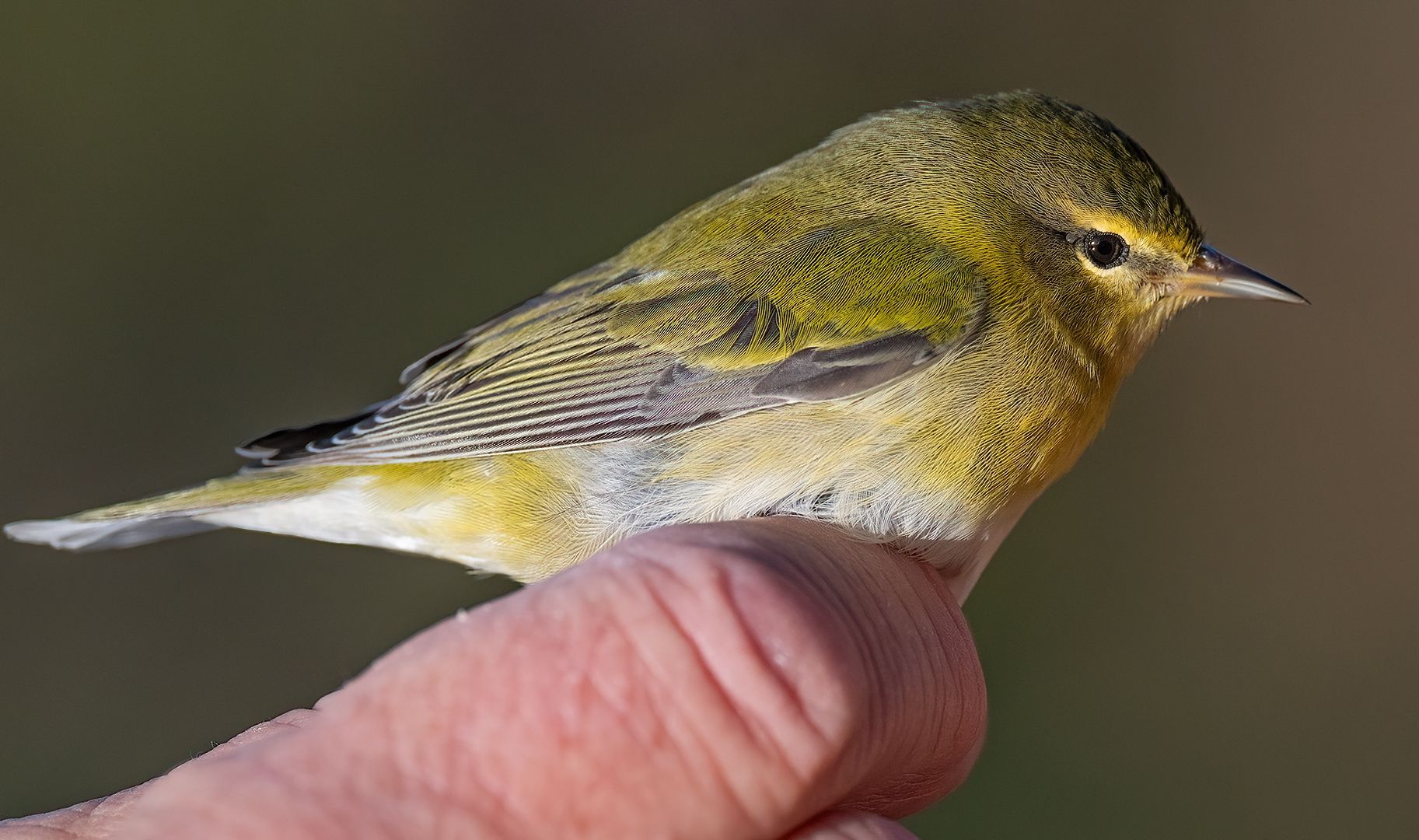 Møllparula På Mølen