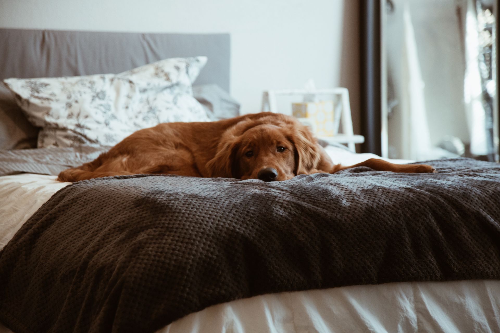 A dog is laying on a bed with white sheets.