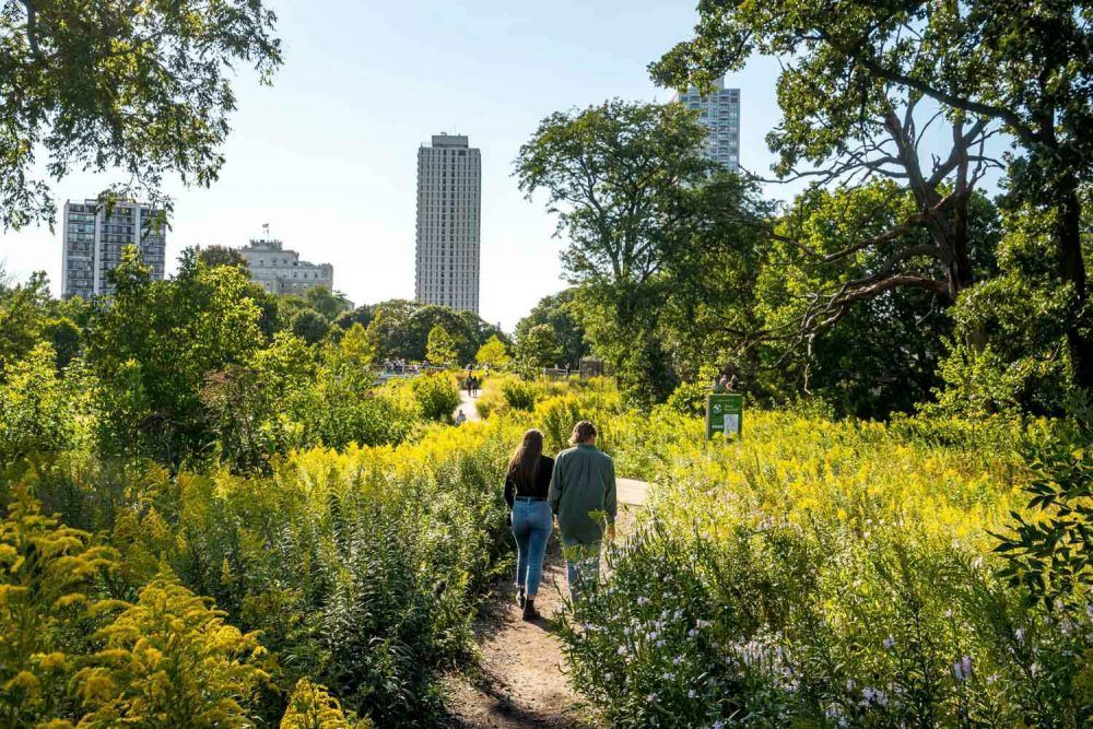 A couple walking in the part surrounded by green plants in Chicago.