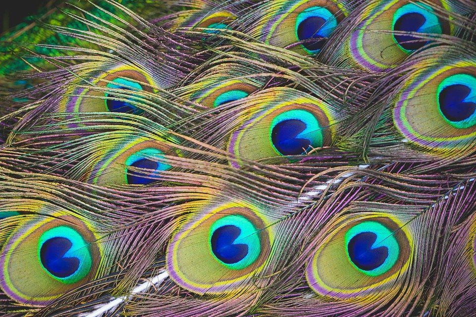 A close up of a bunch of peacock feathers