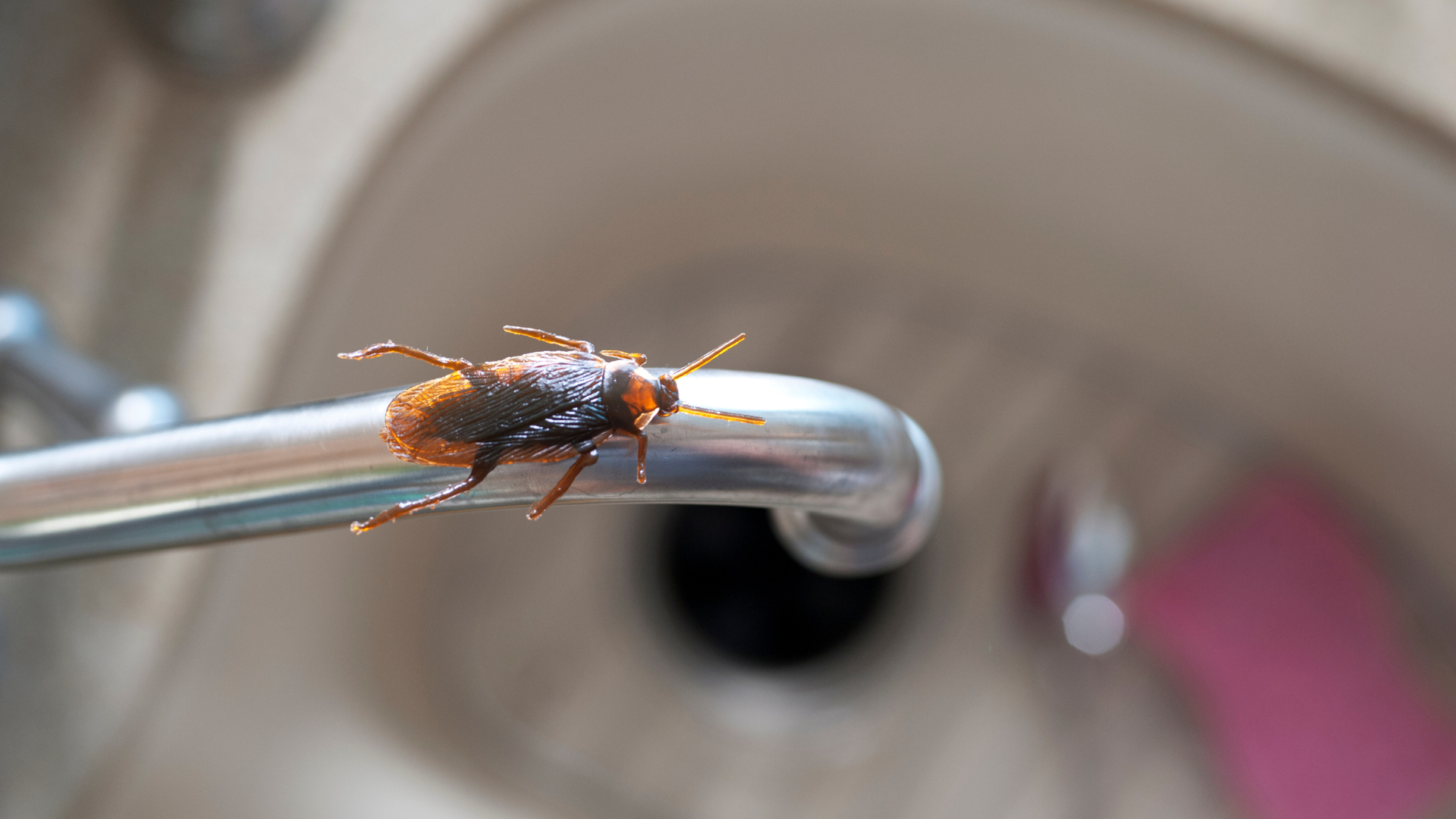 A cockroach clings to a silver faucet handle, near a bathroom sink. The insect is brown and orange.