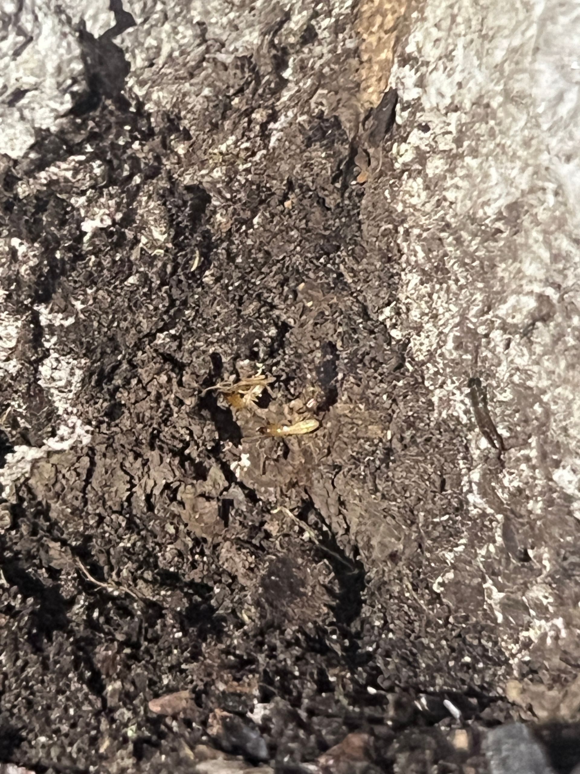 Close-up of rough, dark, textured surface, with areas of lighter, crumbly material. A small insect is visible.