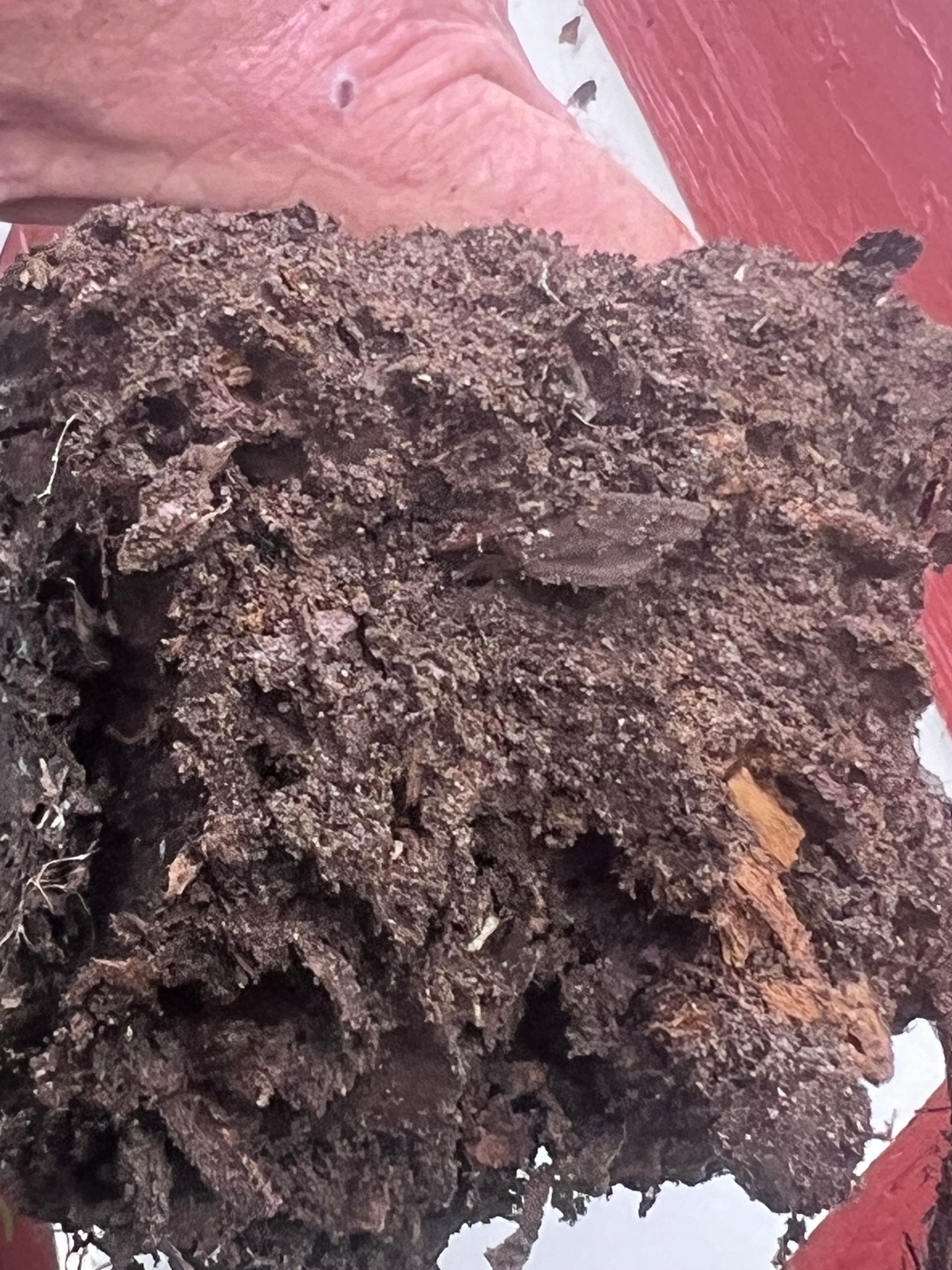 Close-up of a hand holding a clump of dark, earthy, decomposing matter.