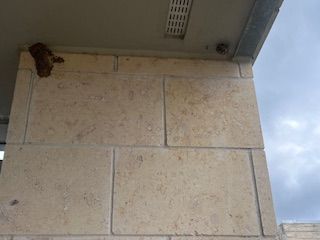 Nest on a tan stone exterior wall beneath a white ceiling and a vent. The sky is overcast.