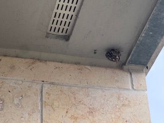 A wasp nest attached to the underside of a light-colored, textured overhang.