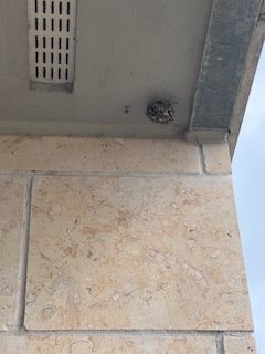A wasp nest built on the underside of a building's overhang, attached to a light beige stone wall.