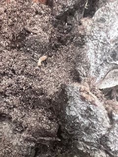 Close-up of rough, textured tree bark with a small, pale worm-like insect visible.
