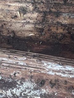 Close-up of weathered wood with dark discoloration and white patches, possibly mold or mildew.