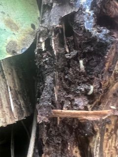 Rotting wood with white larvae visible, in a dark, natural environment.