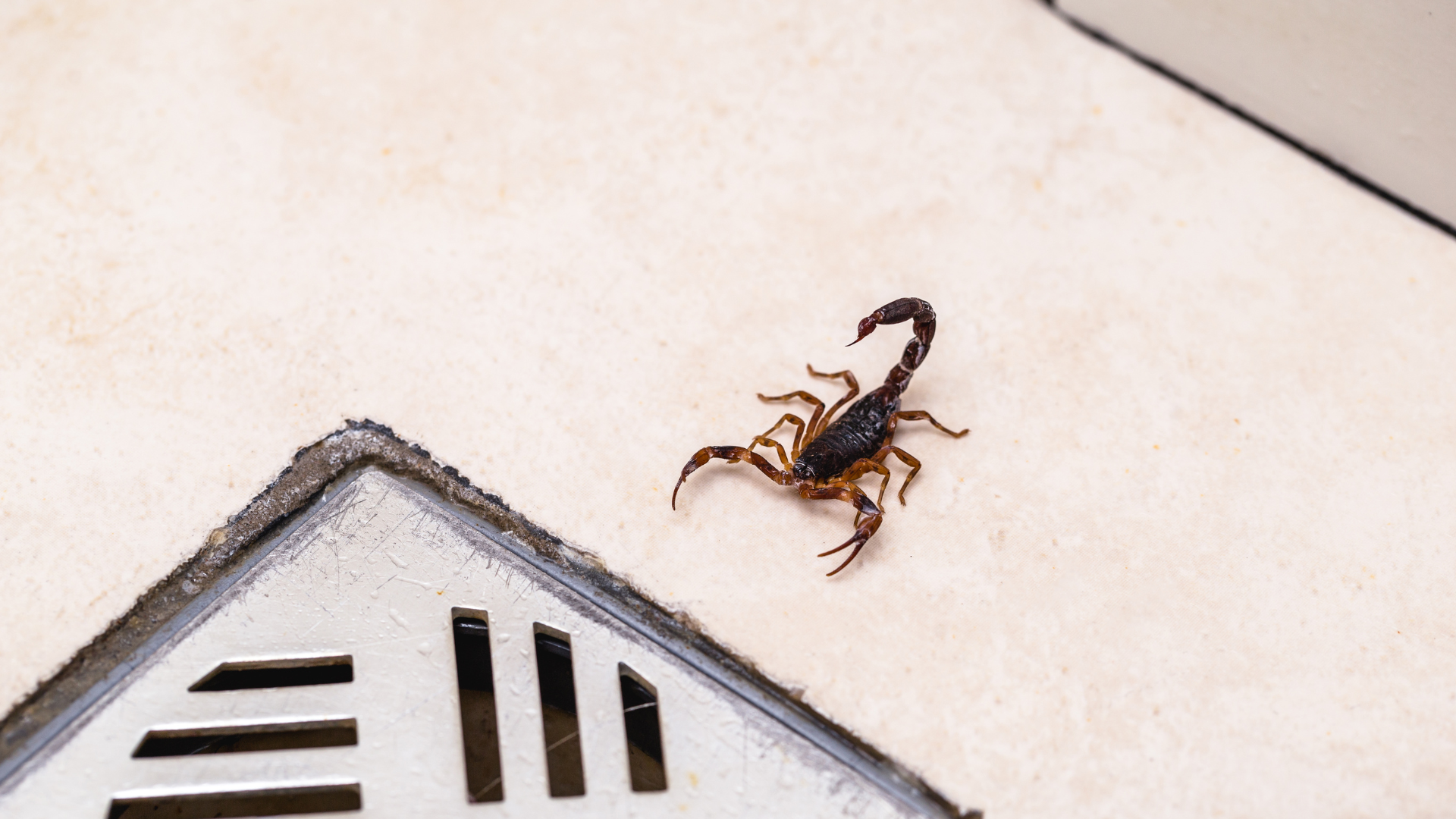 Scorpion on a light-colored tiled surface, near a corner with a metallic grate.