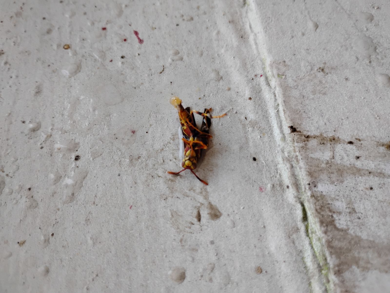 A dead wasp with yellow and brown stripes lies on a textured white surface.