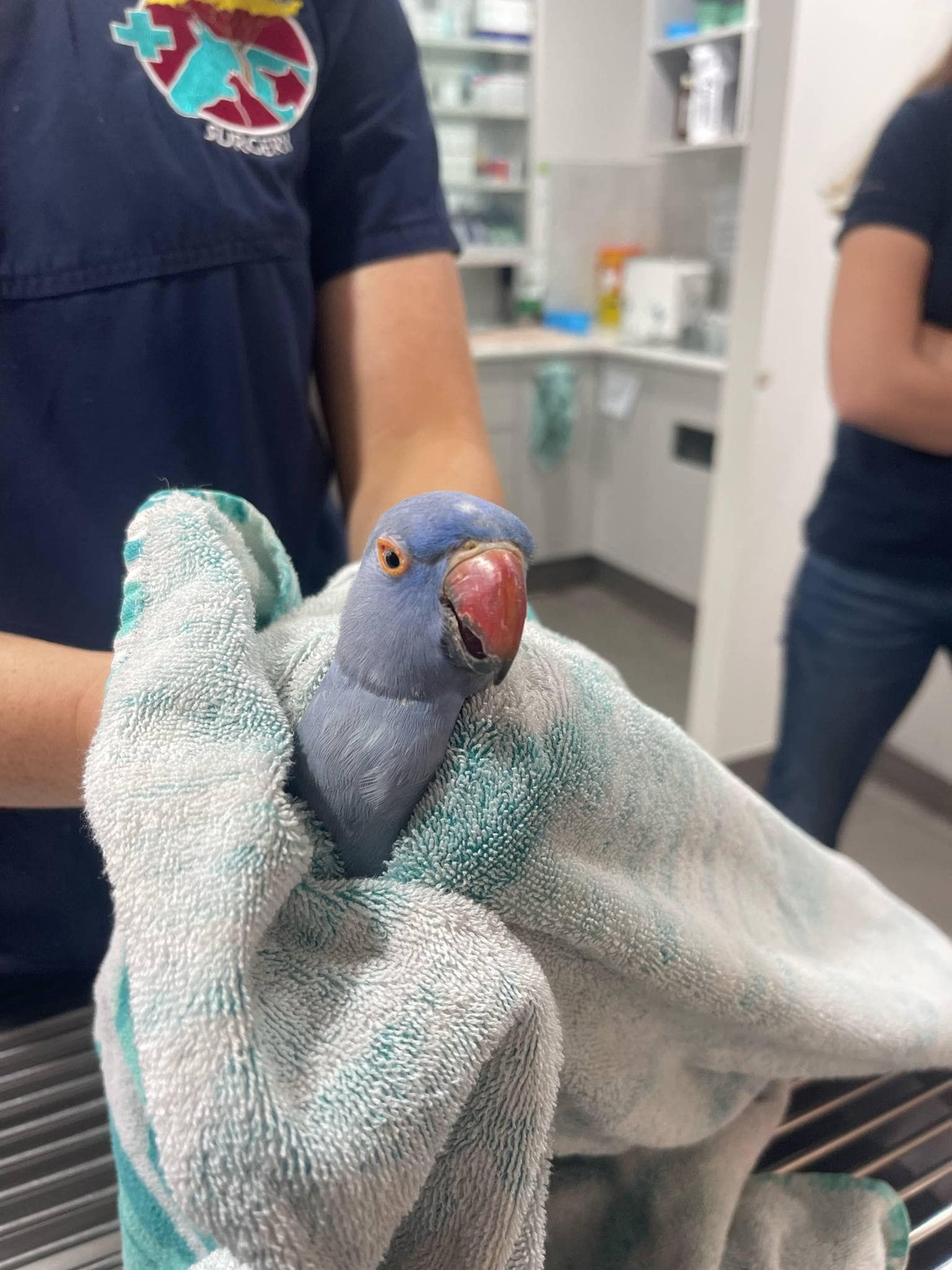 A Blue Parakeet Wrapped in a Light-coloured Towel — Acacia Veterinary Surgery in Yeppoon, QLD