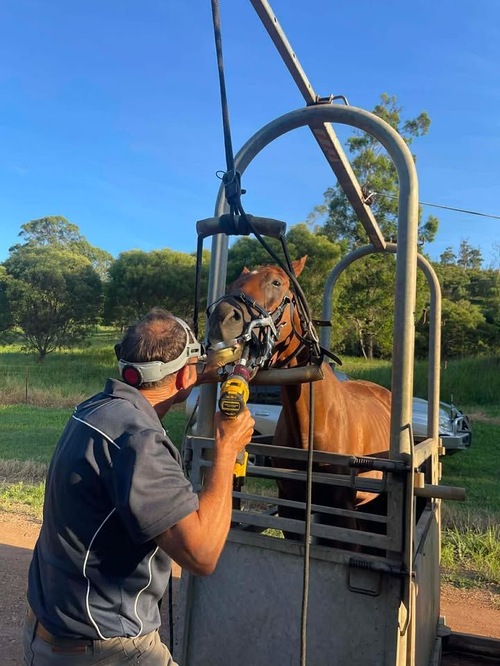 A Veterinarian Uses a Power Tool to Perform Dental Work on a Horse — Acacia Veterinary Surgery in Yeppoon, QLD