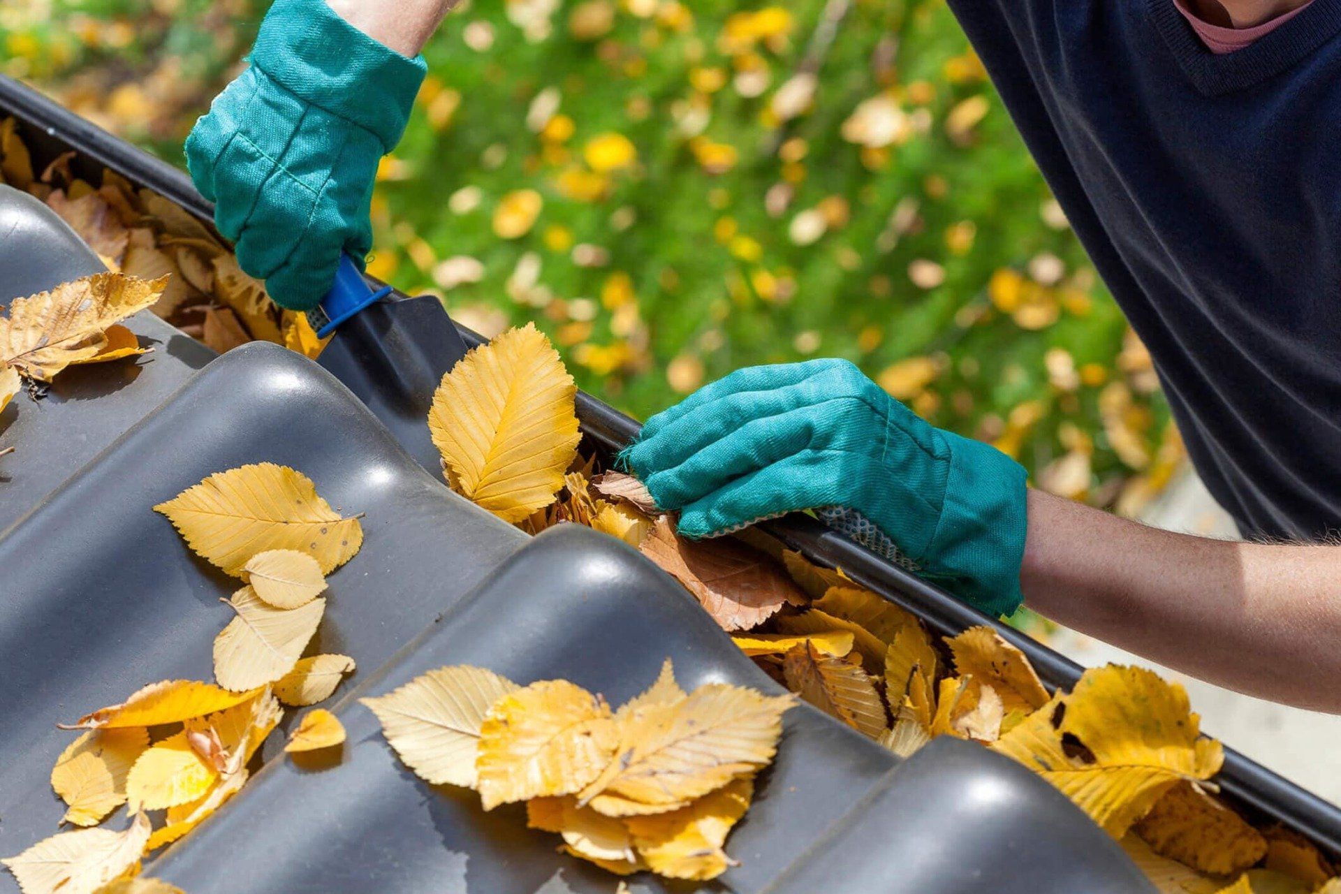 Man Cleaning Gutter with Autumn Leaves - Gutter Cleanouts  in Haverhill, MA Man Cleaning Gutter with Autumn Leaves - Gutter Cleanouts  in Haverhill, MA